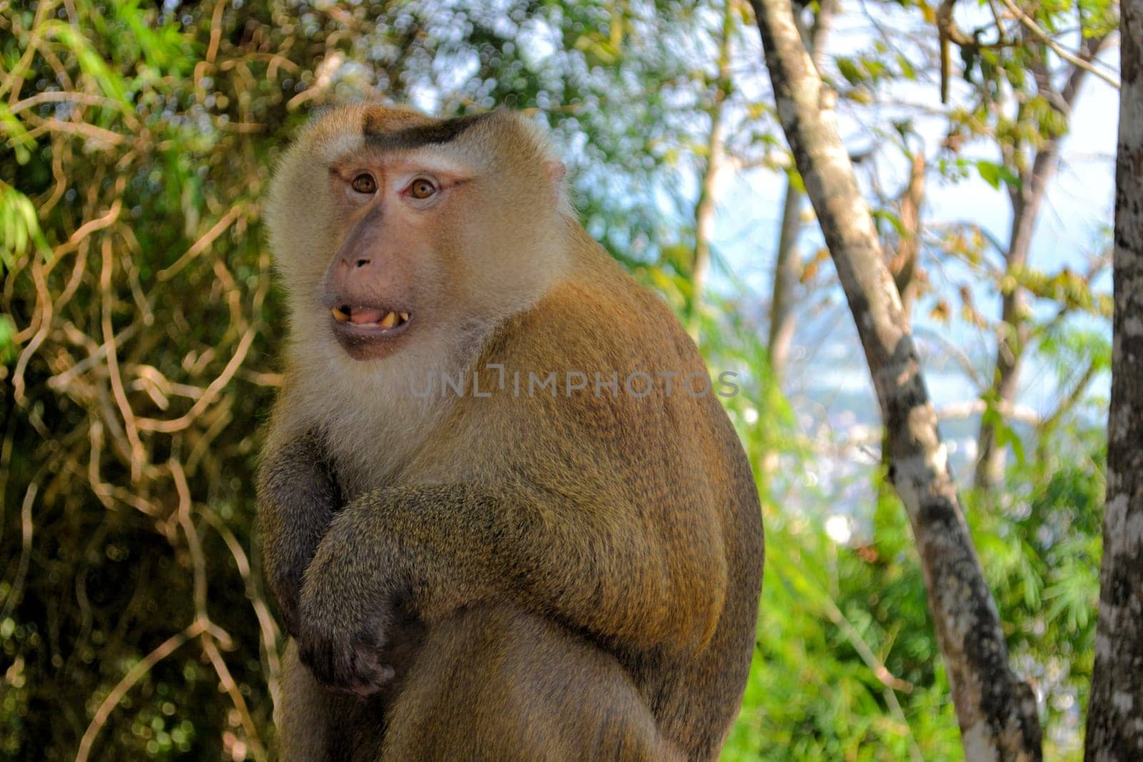 crab-eating macaque monkey in a forest in Phuket, Thailand