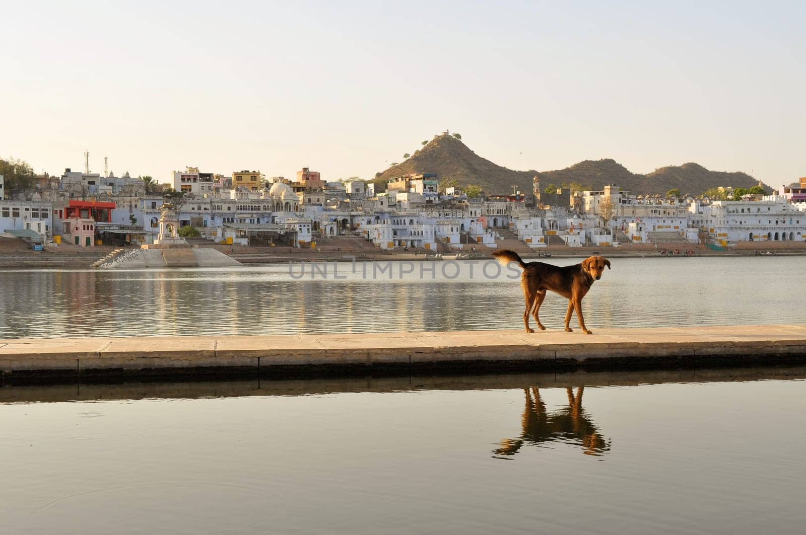 Dog at the hindu bathing Ghats at the holy lake of the sacred city of Pushkar in Rajasthan, India