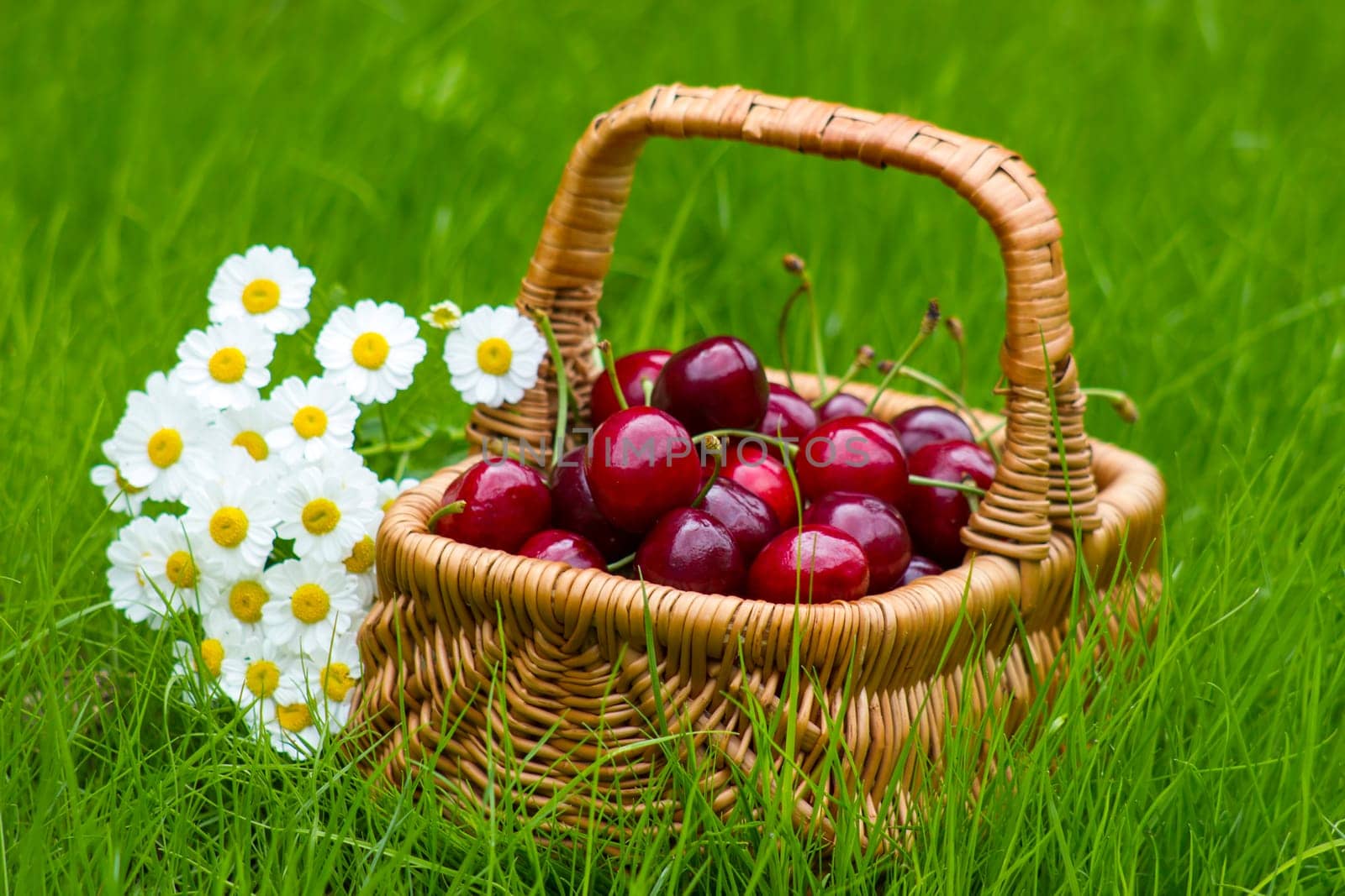 cherries in a basket in summer grass