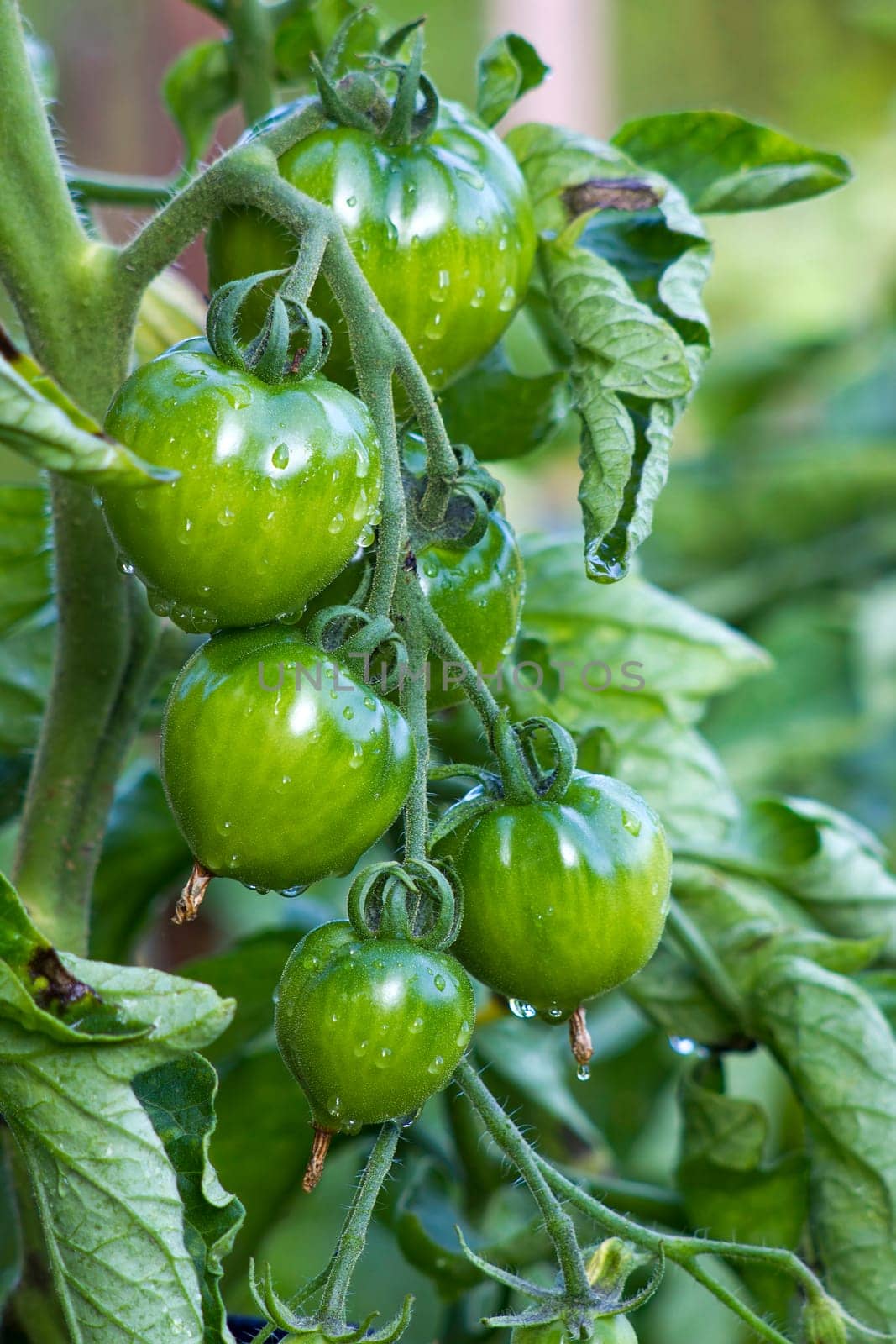 Green Tomatoes in a garden