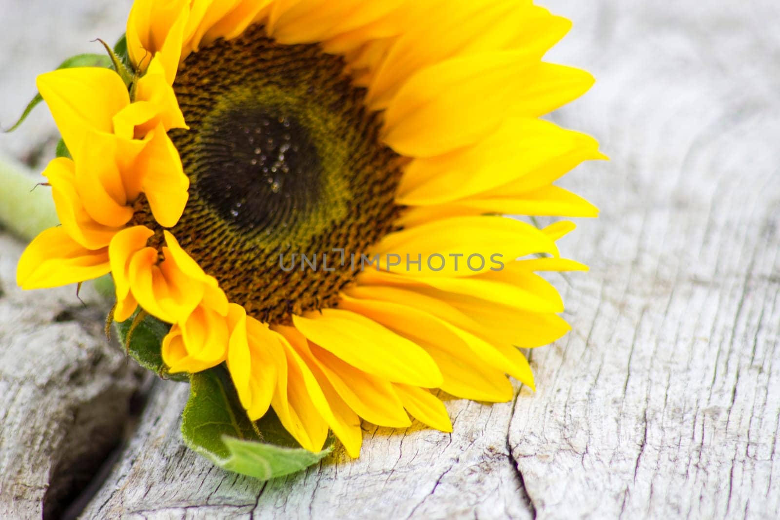sunflower on old wooden background (Helianthus)