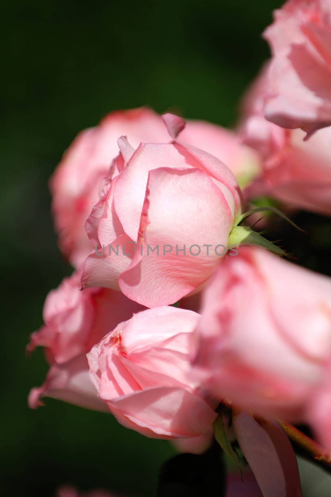 The pink roses with black back ground