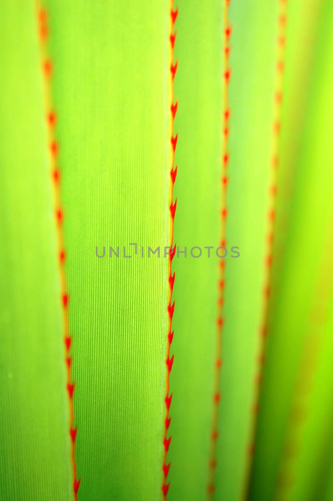 The pattern of agave leaves with prick