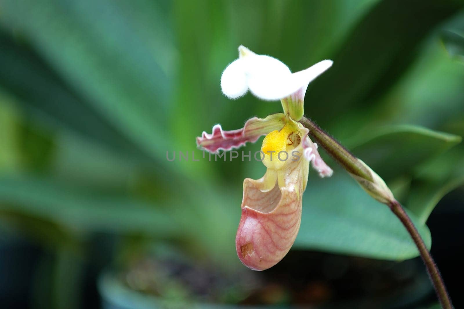 The orchis of spring, pink lady slipper