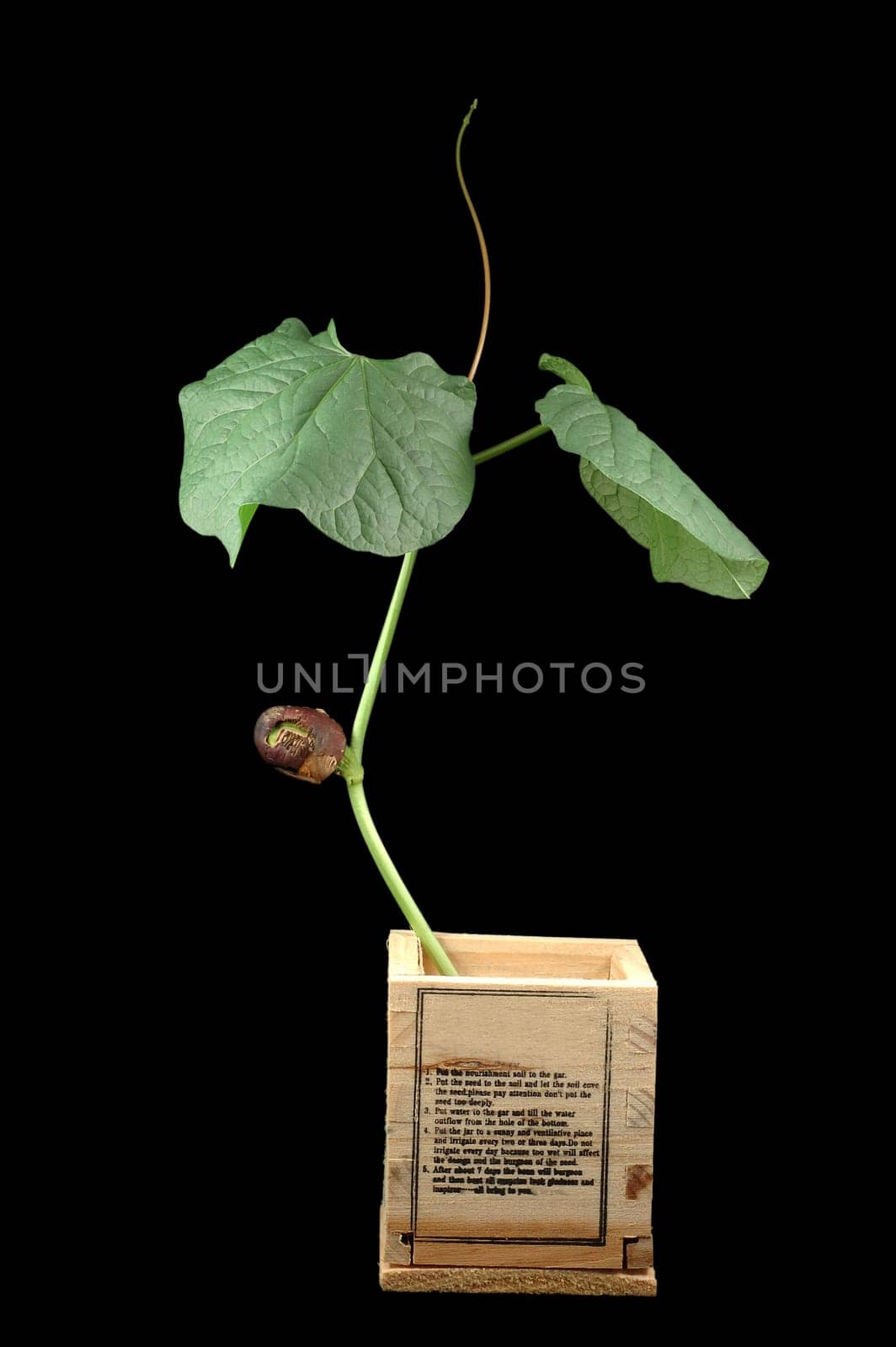 A close shot of growing bean over black