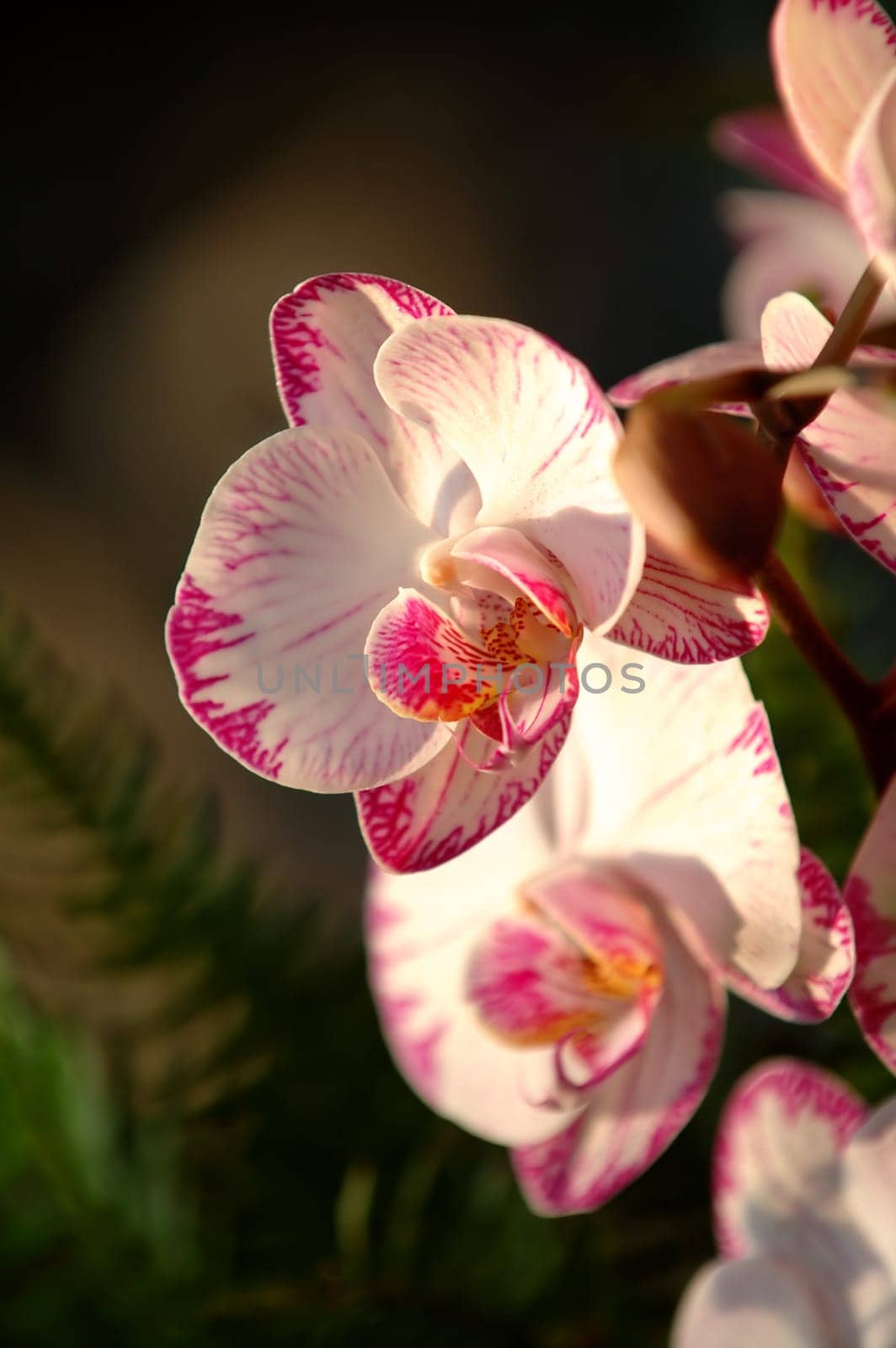 A close up shot of white orchid