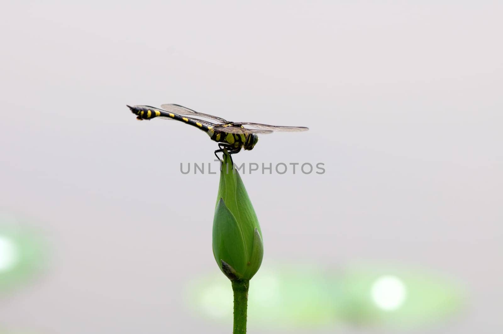 The close up of dragon fly staying on top of lotus bud