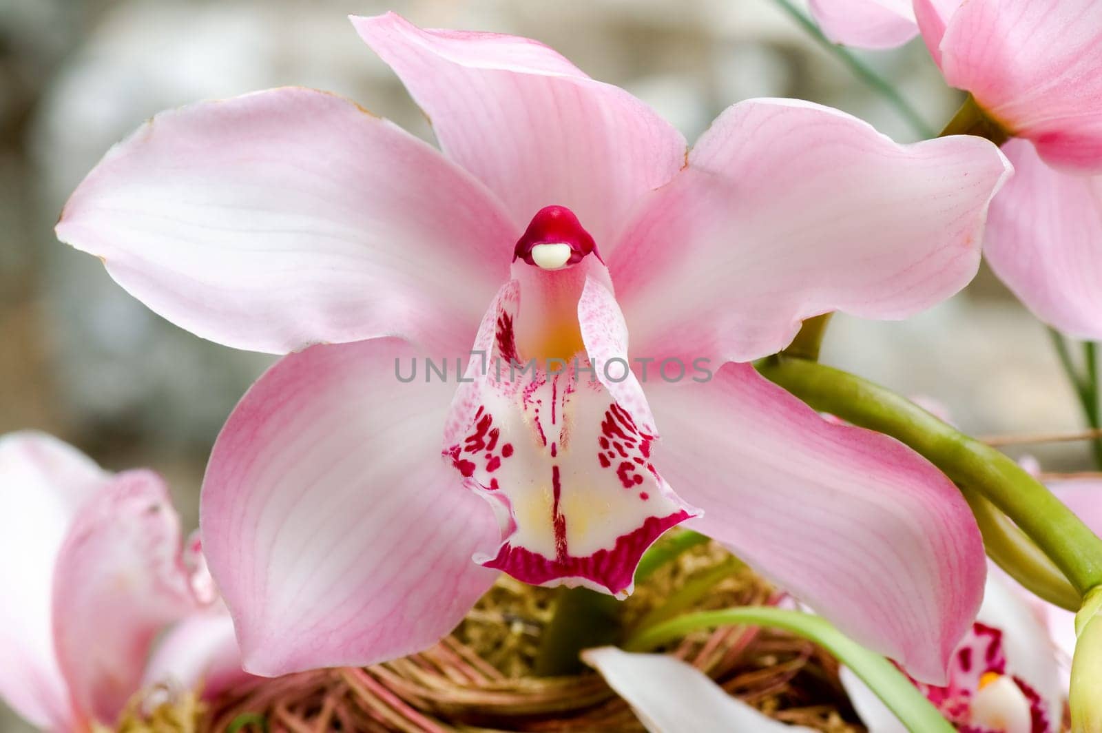 Close up of beautiful pink orchid