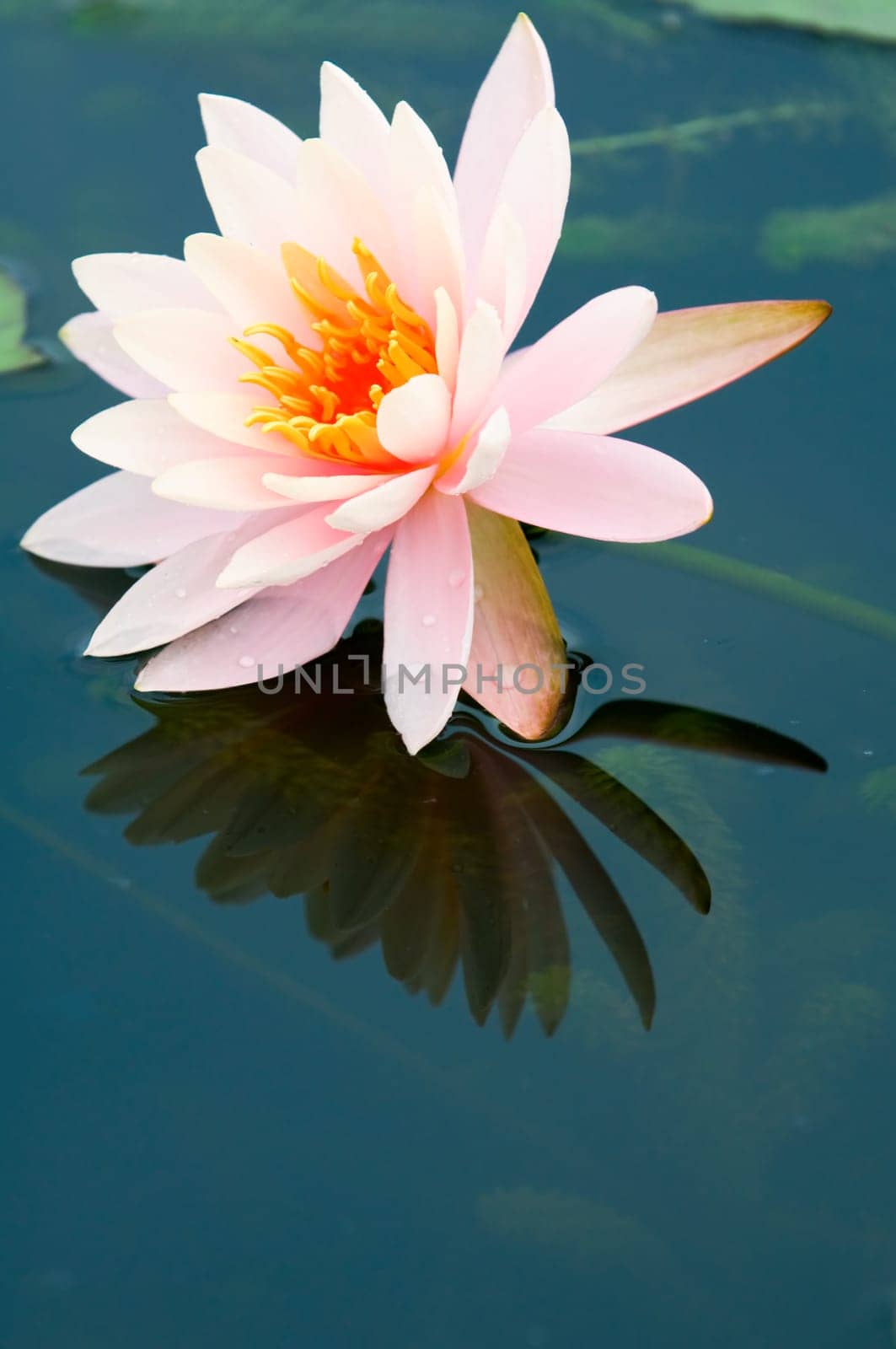 The close up (detail) of pink water lily with reflection over water