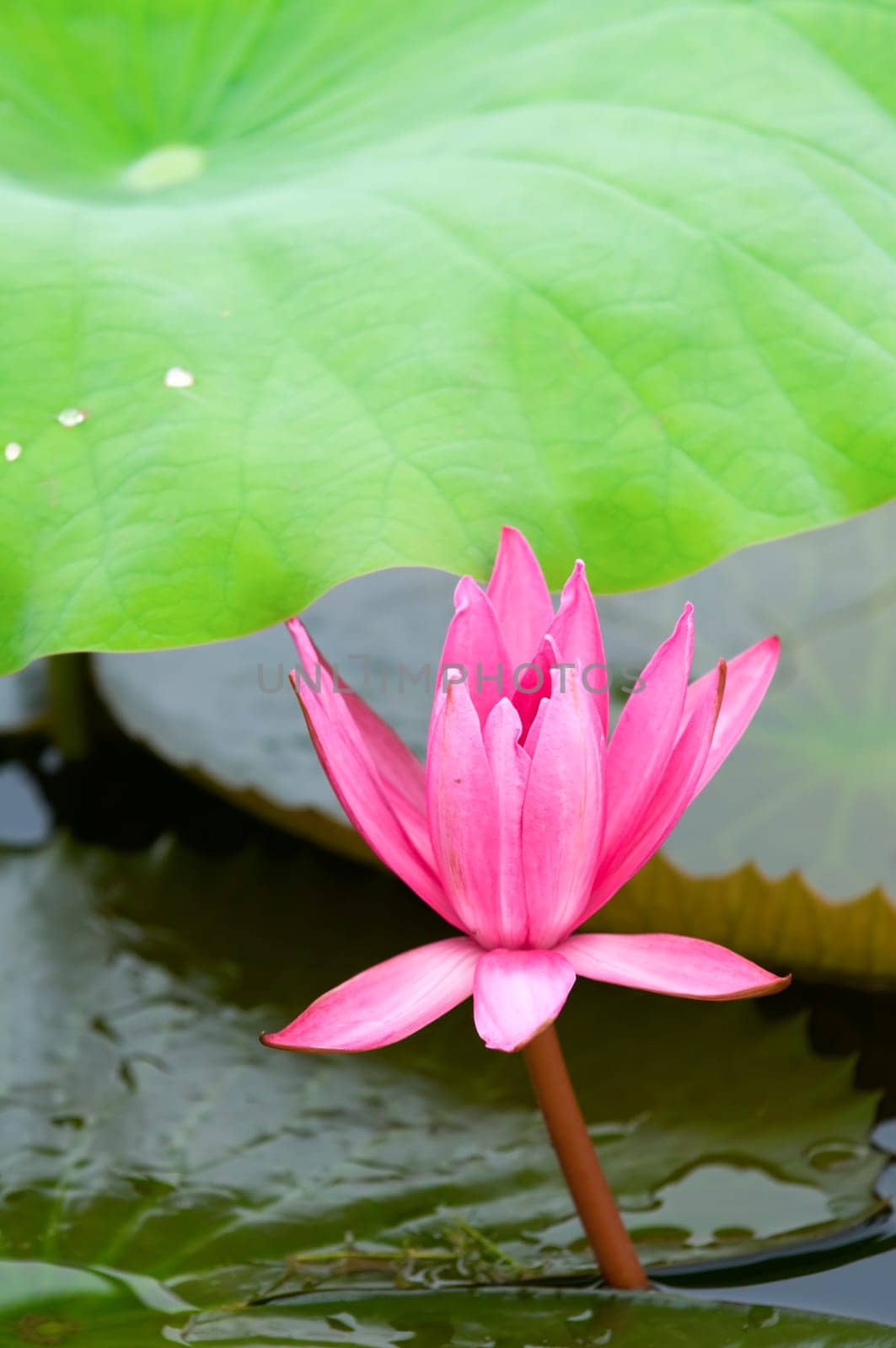A single pink water lily with green leaf