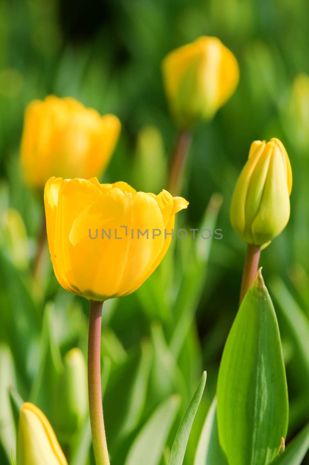 The close view of yellow tulips over green leafs