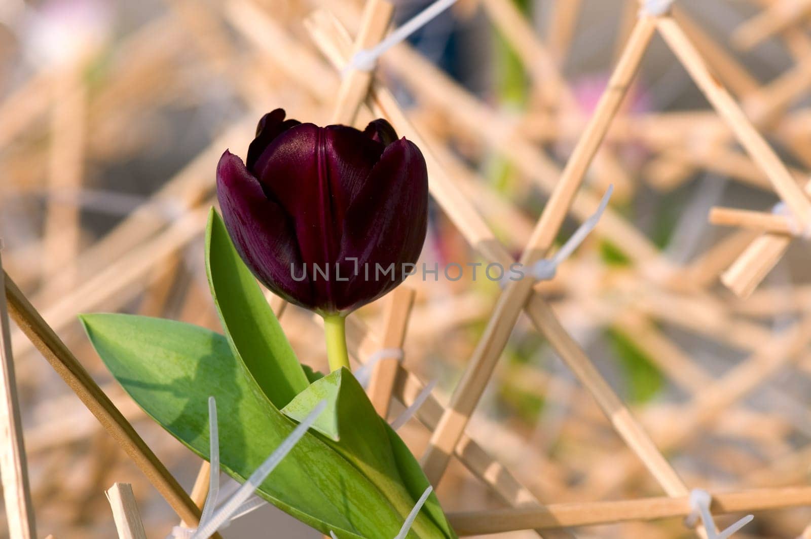 The close view of dark tulip over sticks