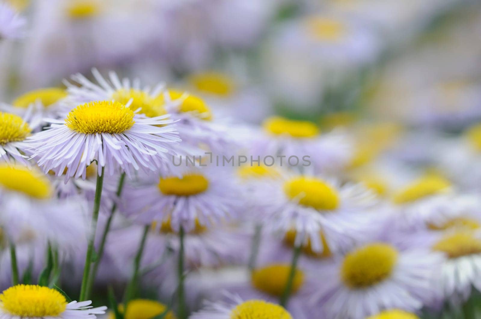 Daisies