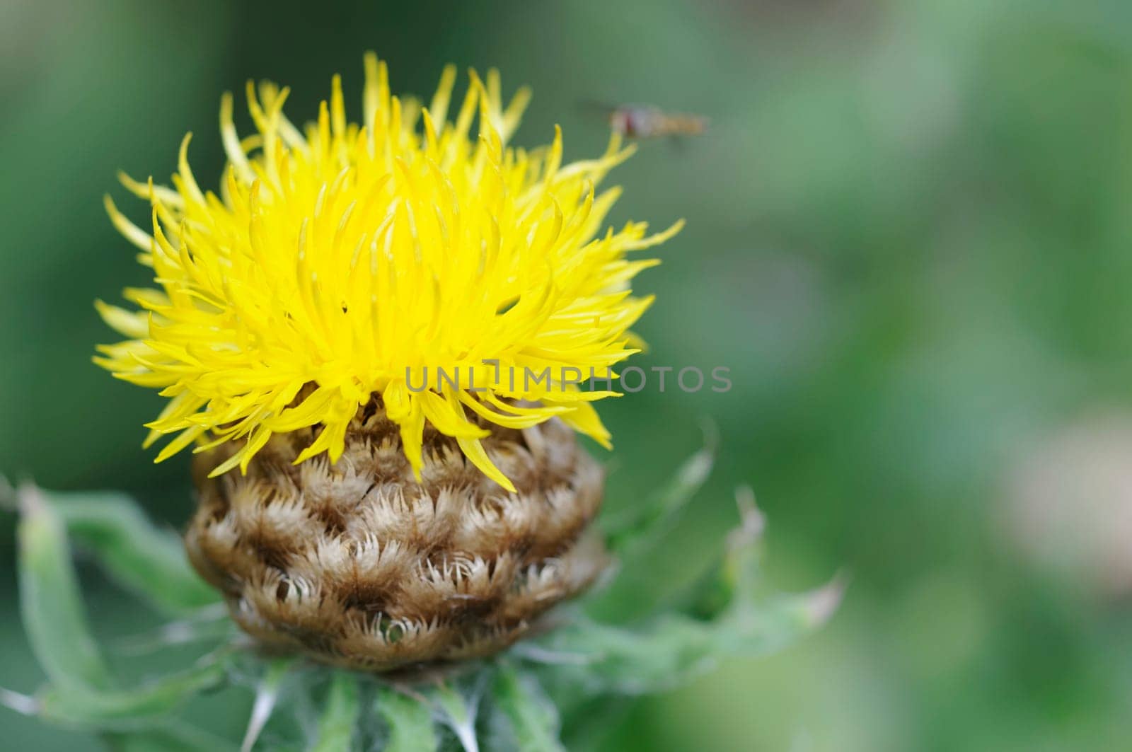 flock flower