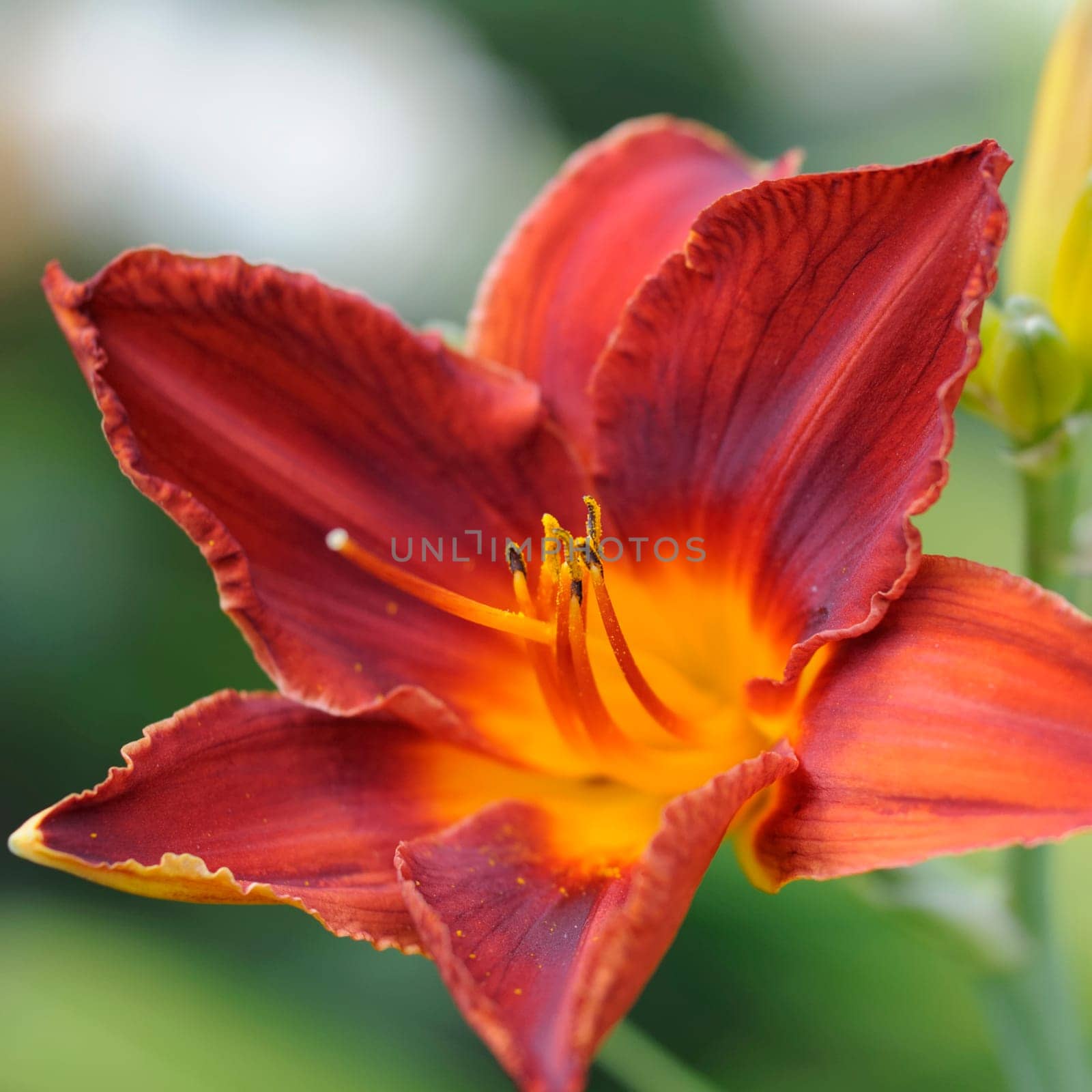 iris intermedia