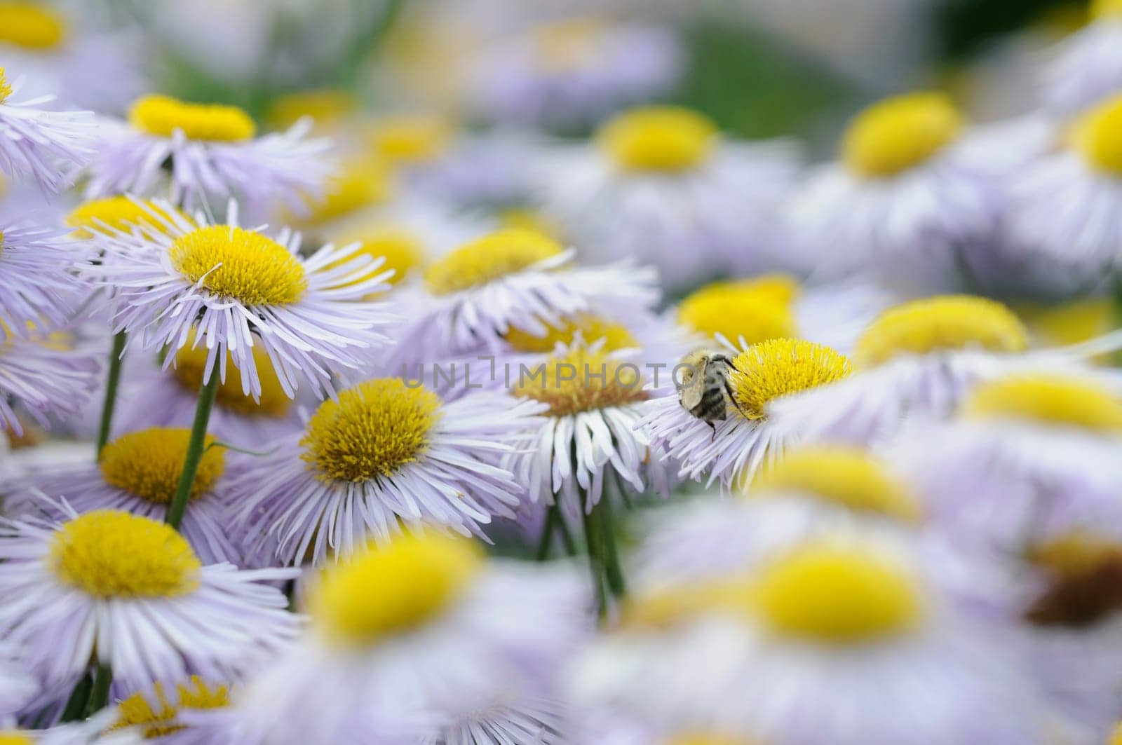 Daisies