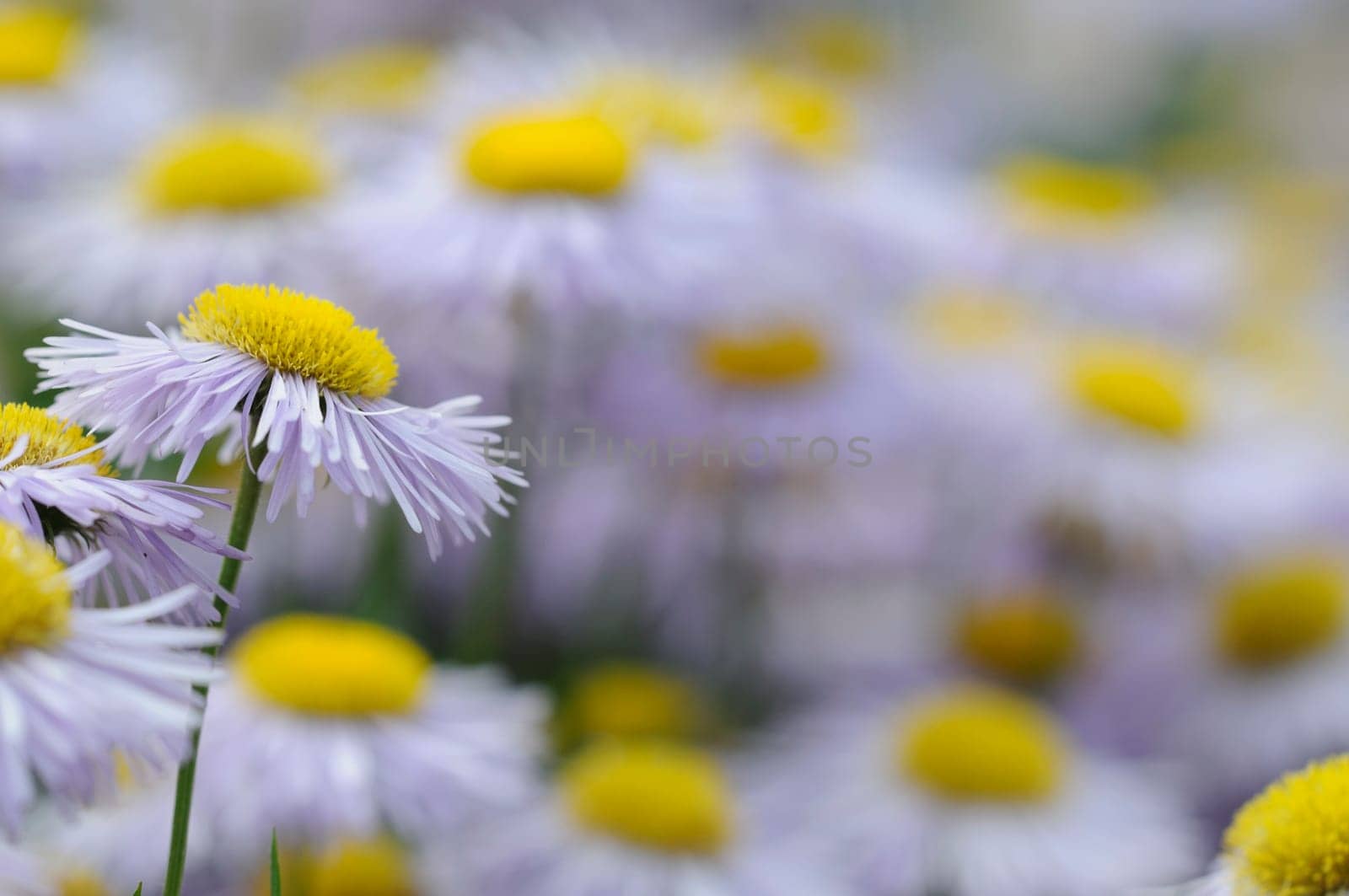 Daisies