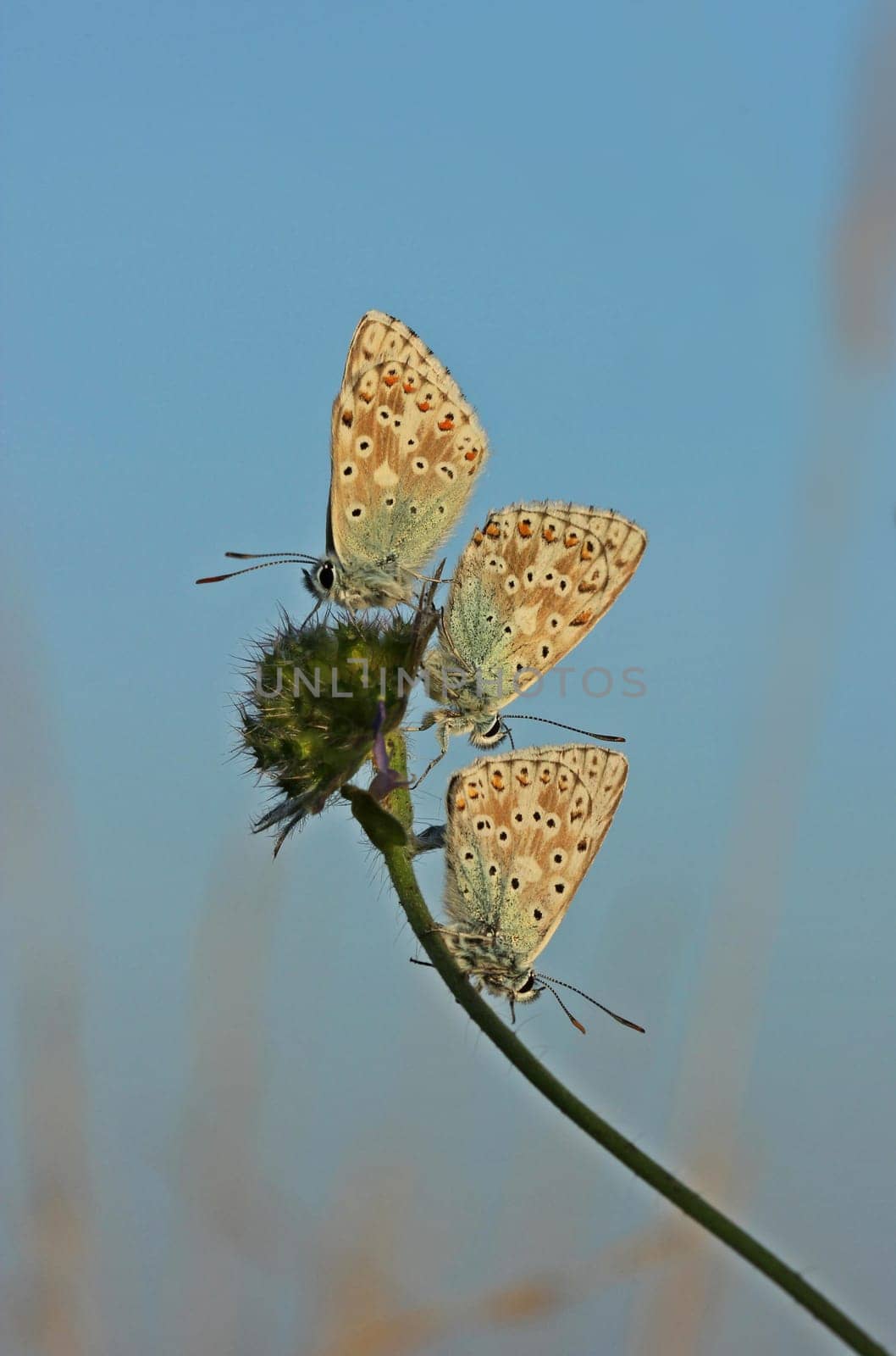 Three silver-green bluelings in the morning light