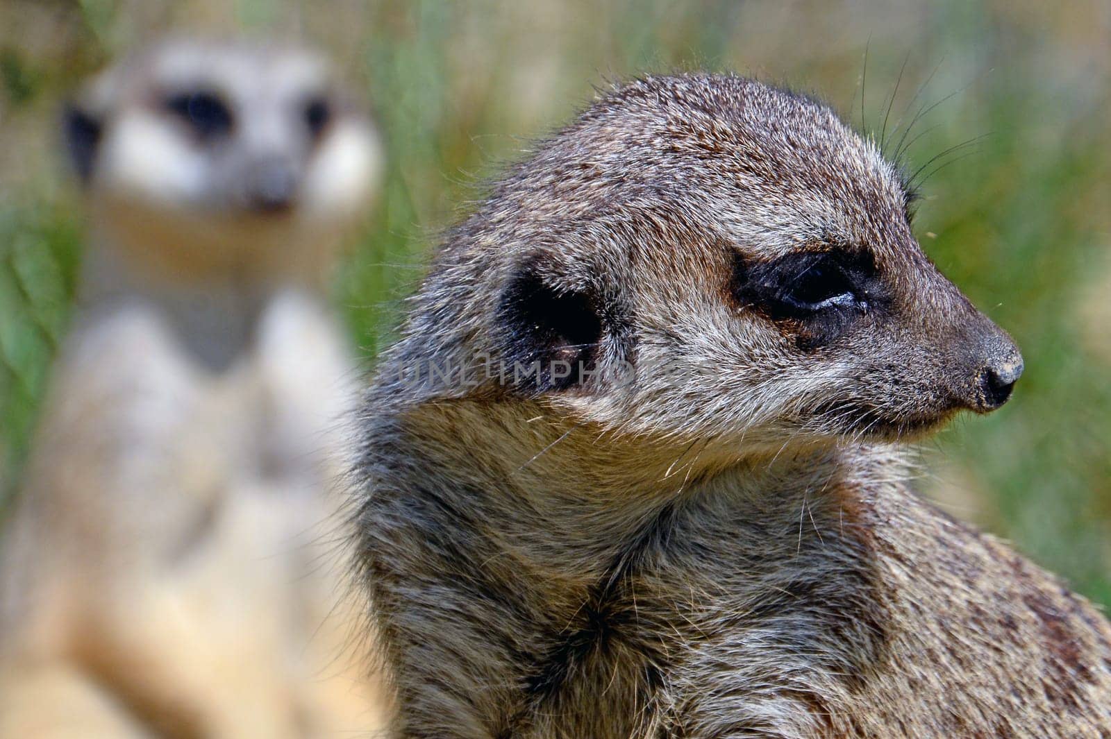 Meerkat
