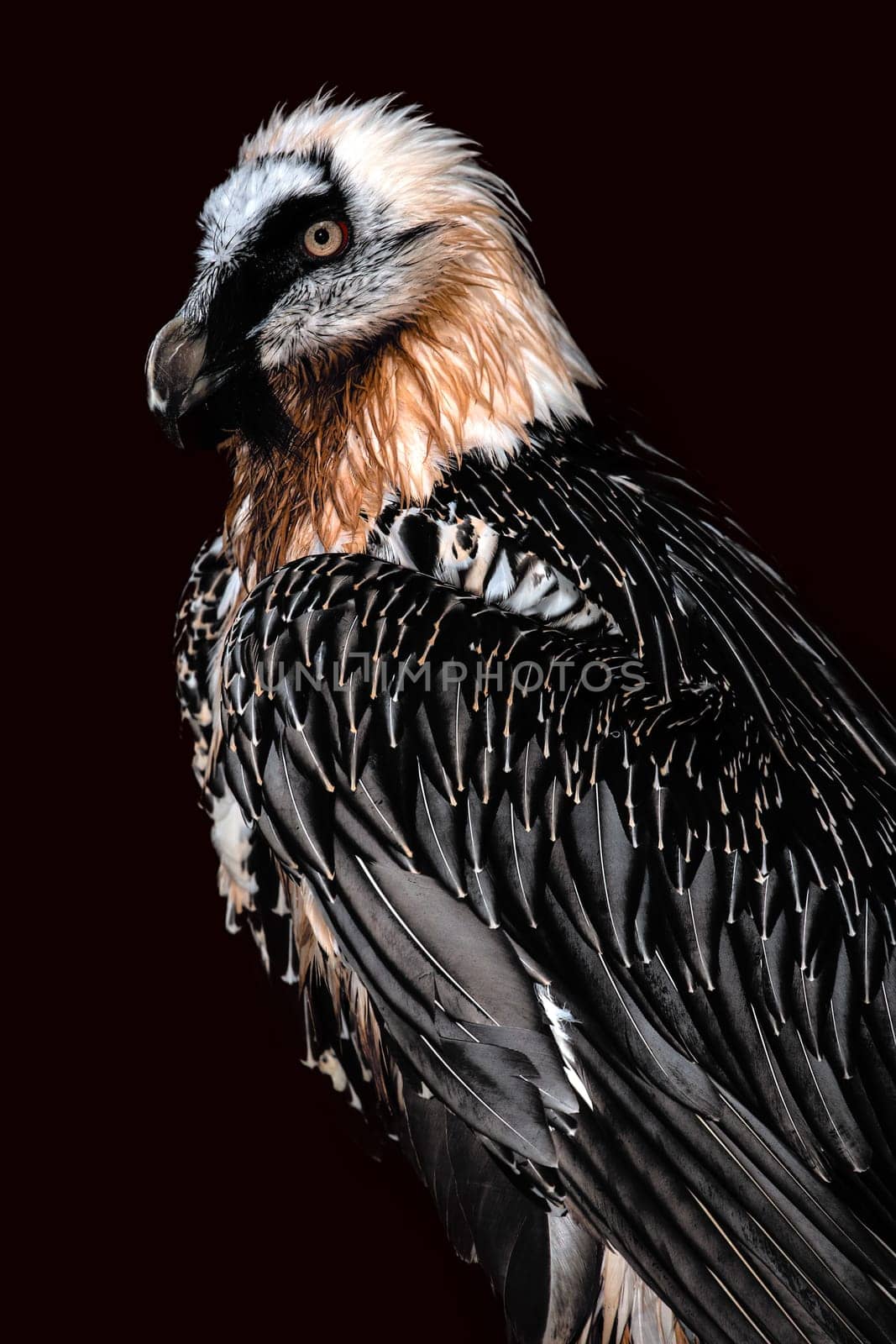 Bearded vulture