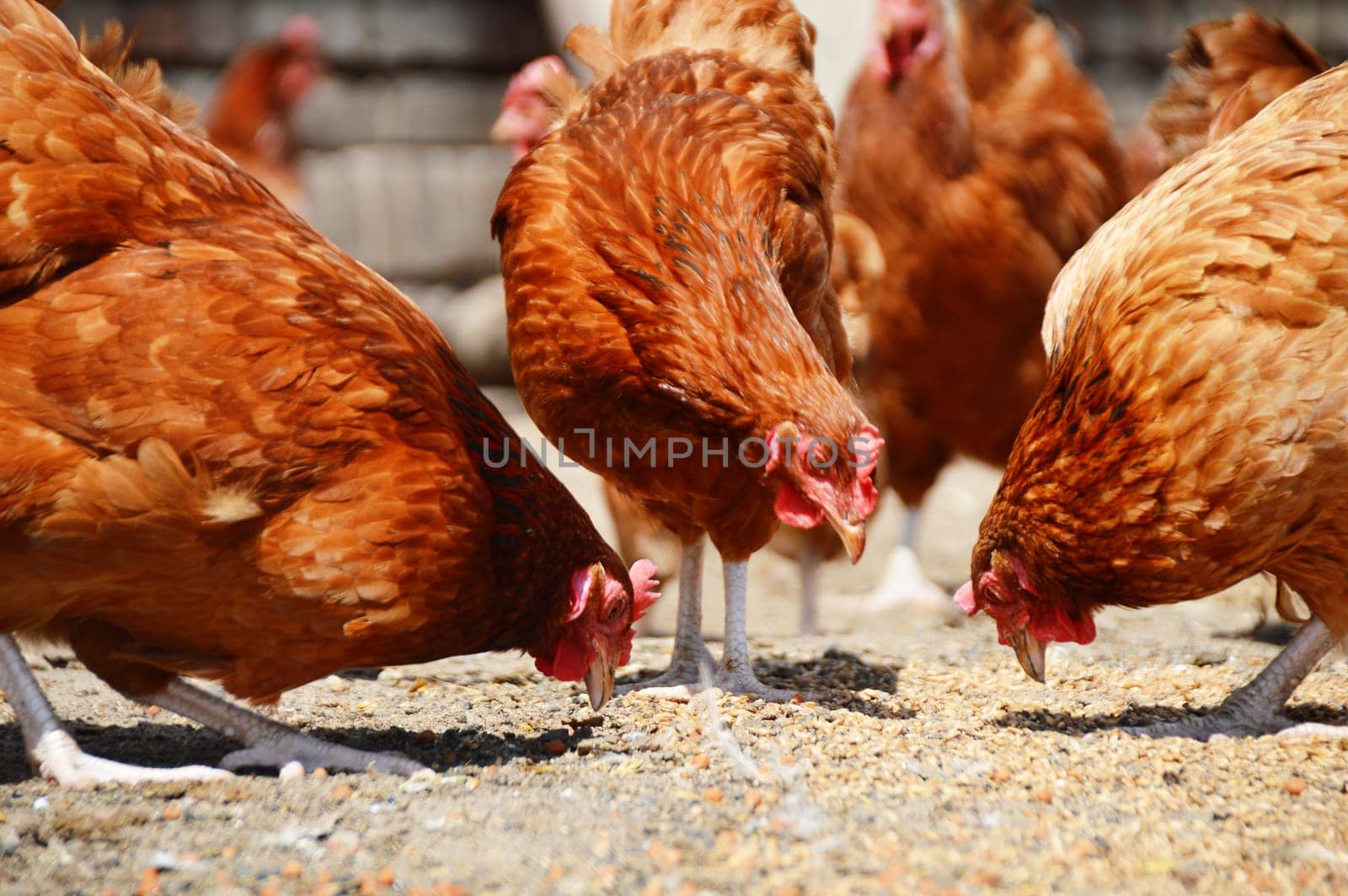 Chickens on traditional free range poultry farm