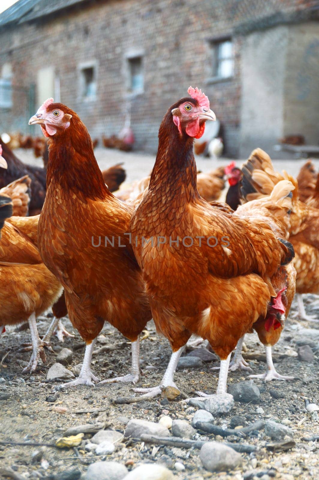 Chickens on traditional free range poultry farm