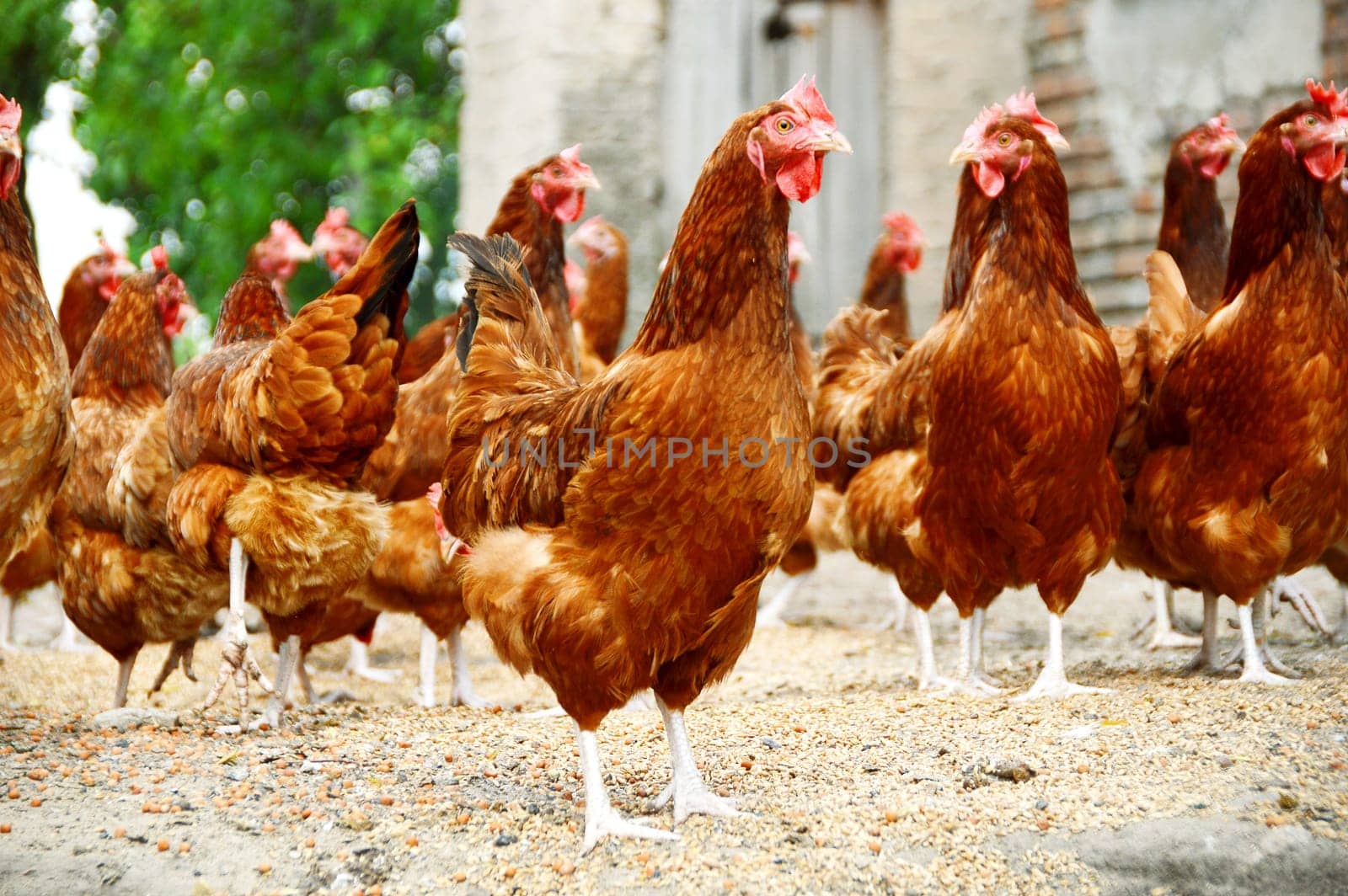 Chickens on traditional free range poultry farm