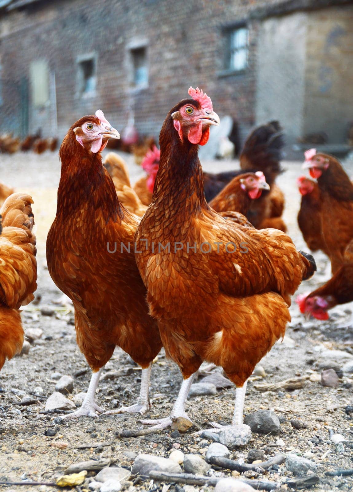 Chickens on traditional free range poultry farm