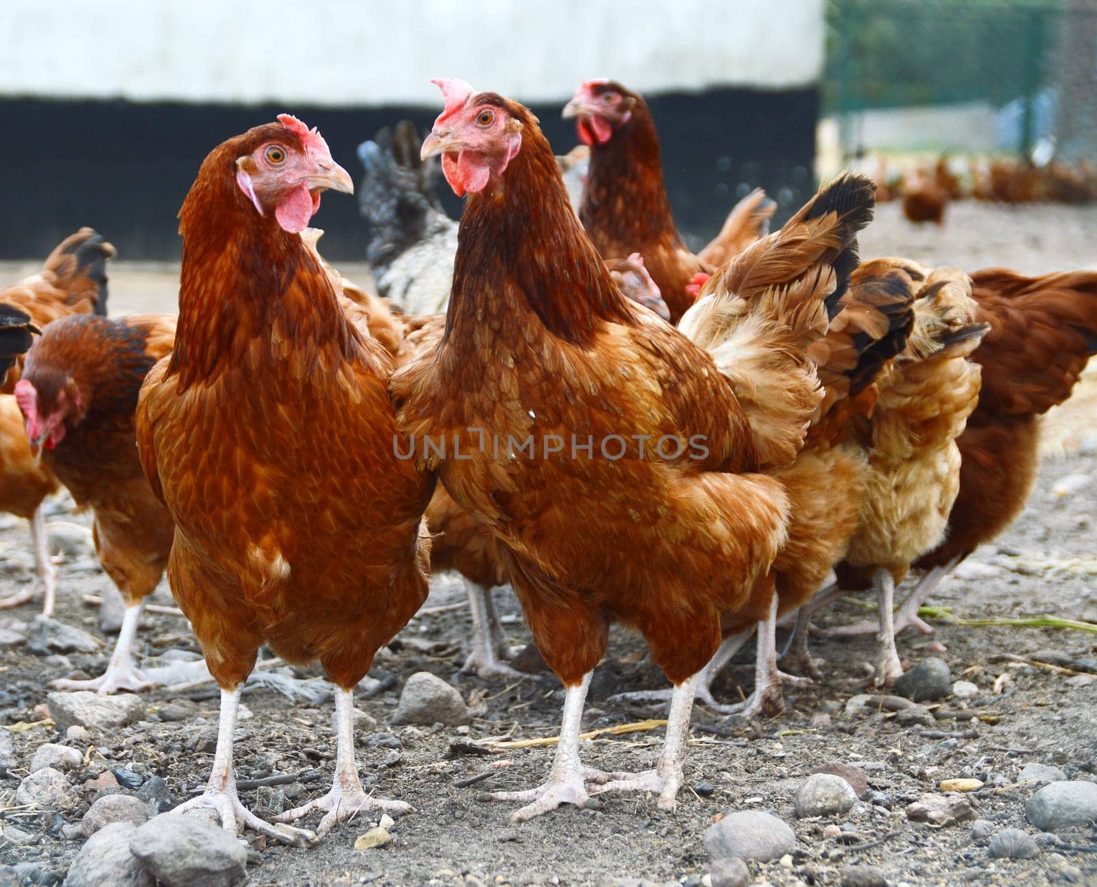 Chickens on traditional free range poultry farm