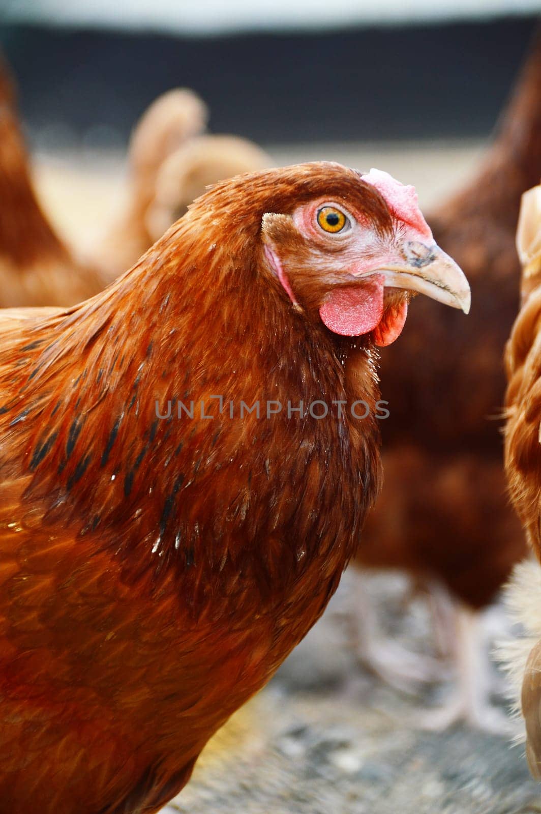 Chickens on traditional free range poultry farm