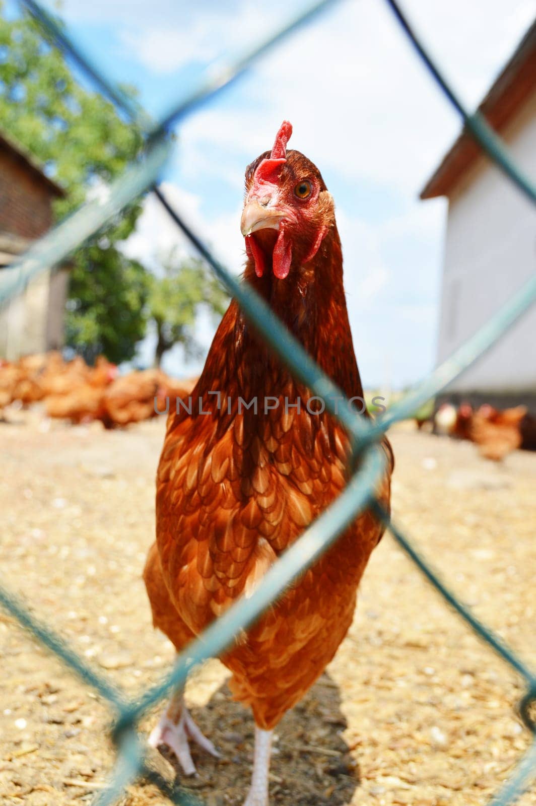 Chickens behind the fence on traditional free range poultry farm