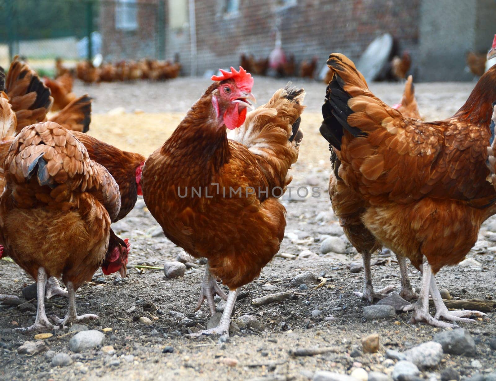 Chickens on traditional free range poultry farm