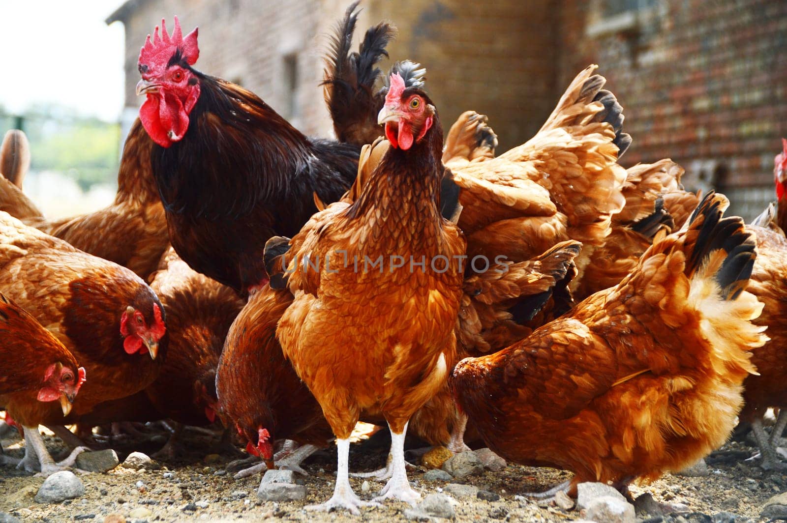 Chickens on traditional free range poultry farm.