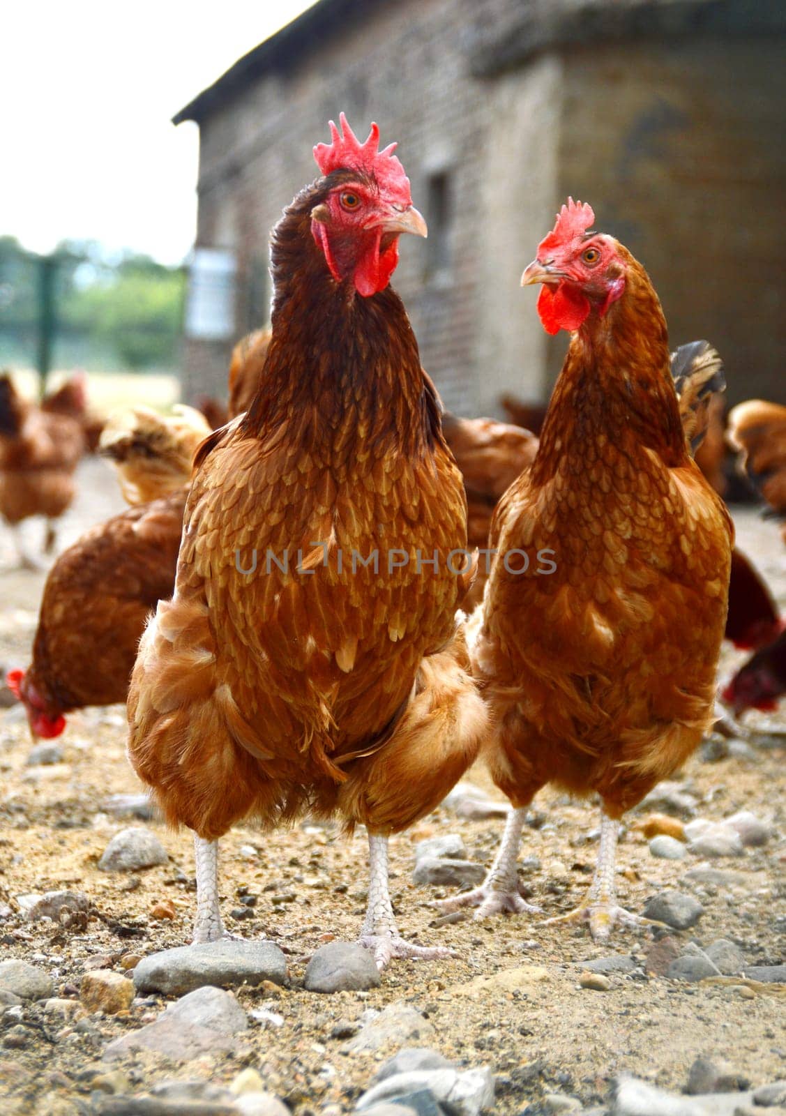 Chickens on traditional free range poultry farm.