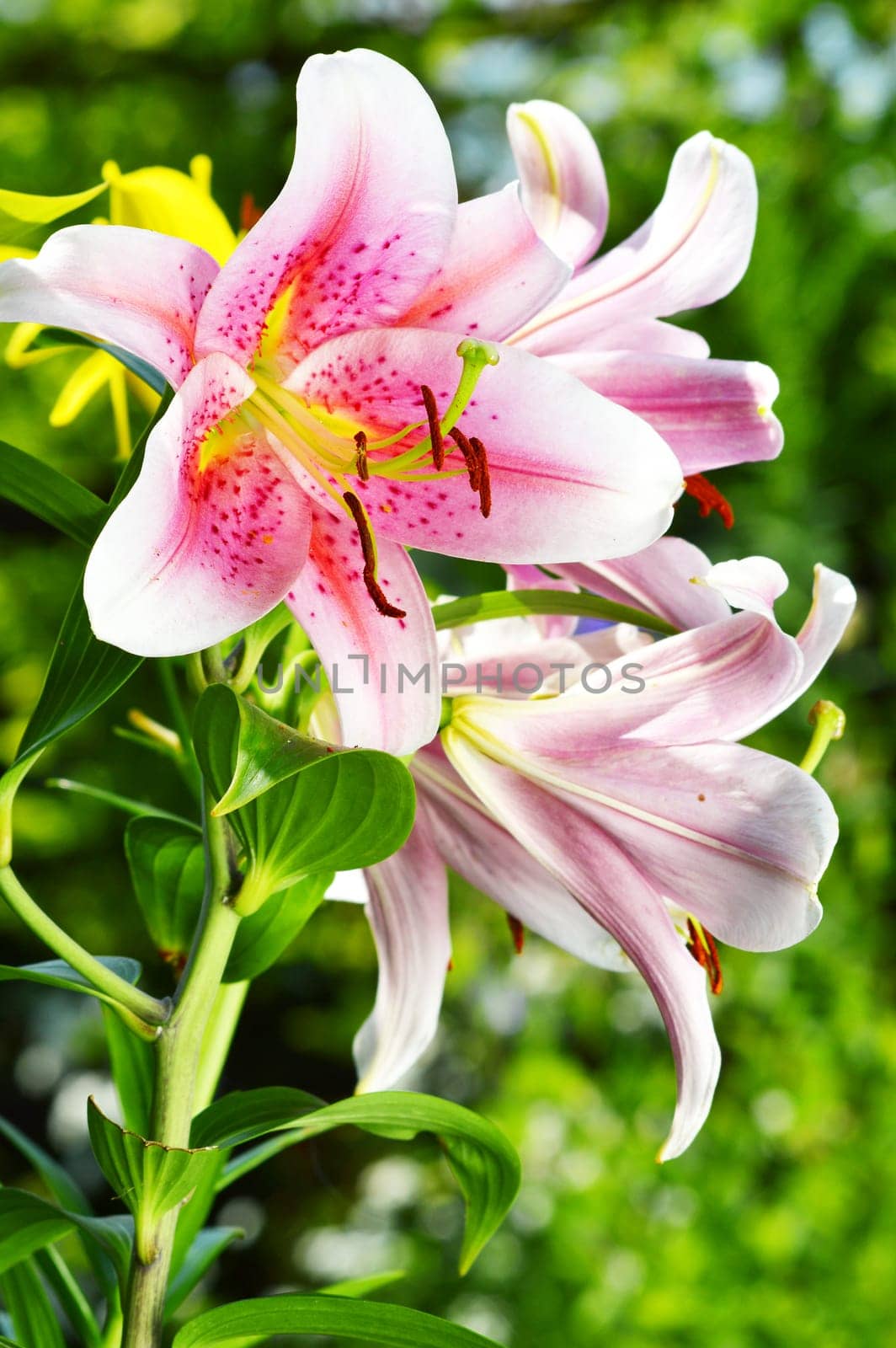 Blooming Lilium in the garden