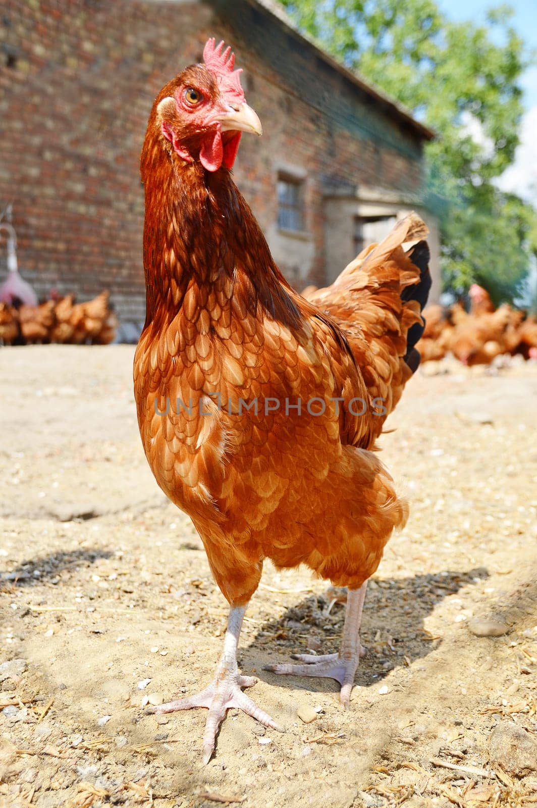 Chickens on traditional free range poultry farm
