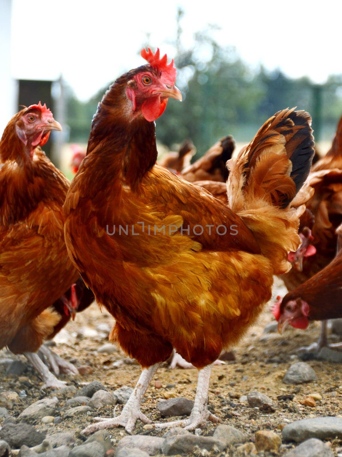 Chickens on traditional free range poultry farm.