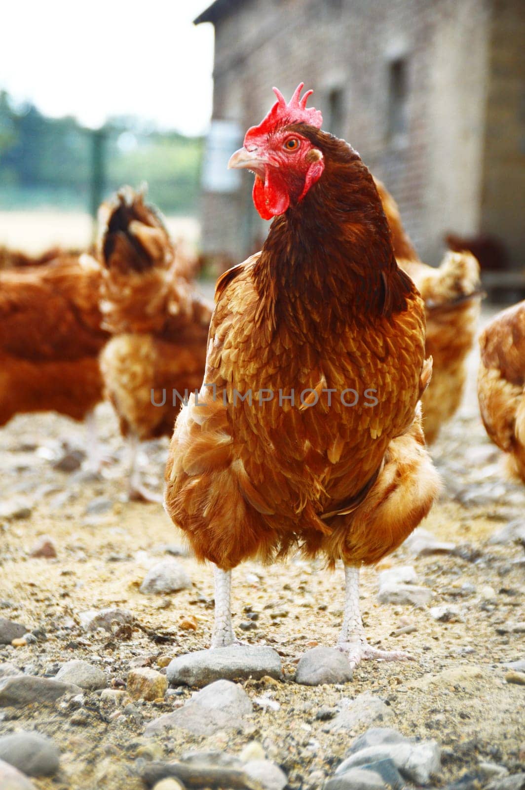 Chickens on traditional free range poultry farm.