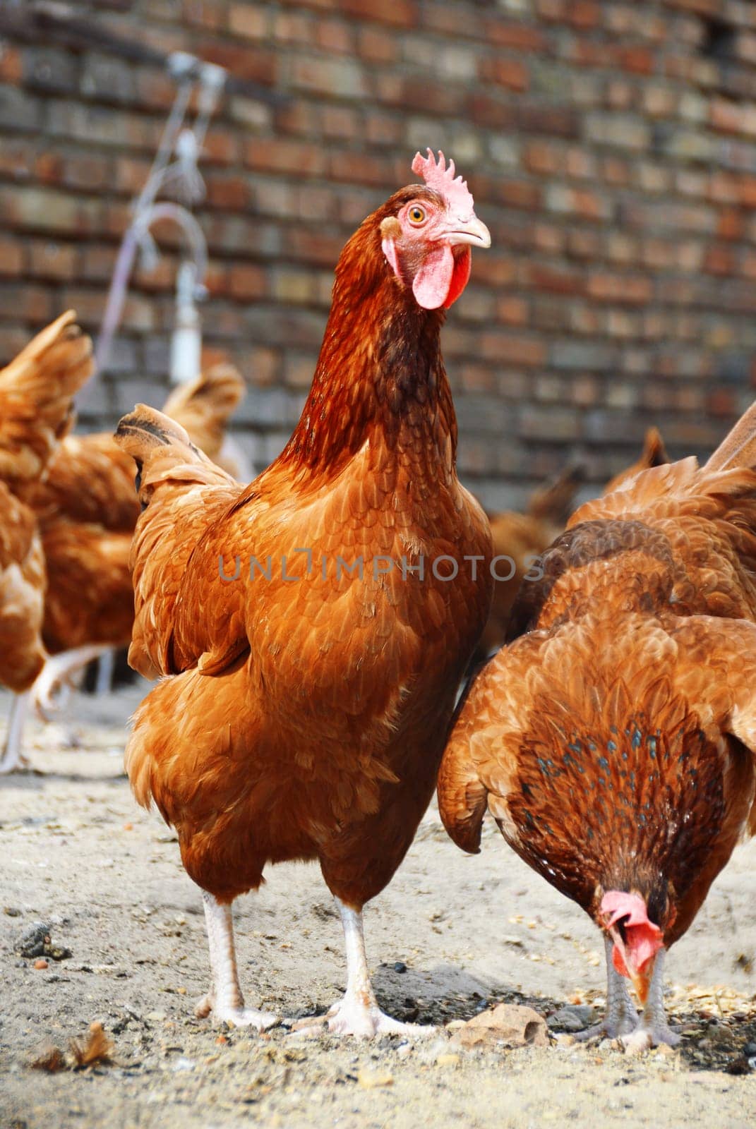 Chickens on traditional free range poultry farm.