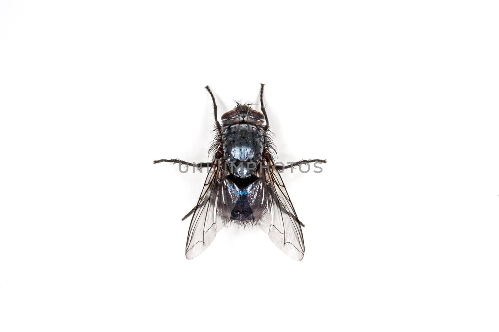 Fly