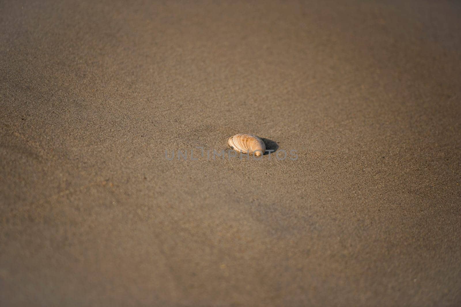 A beautiful shell on the beach sand