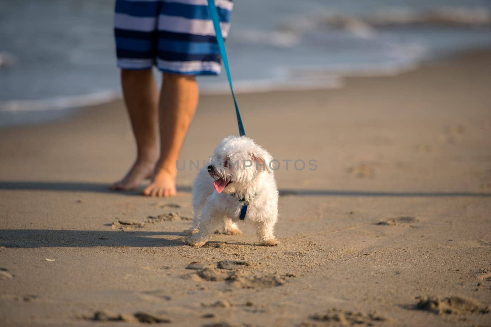 A cute Dog running on the Beach