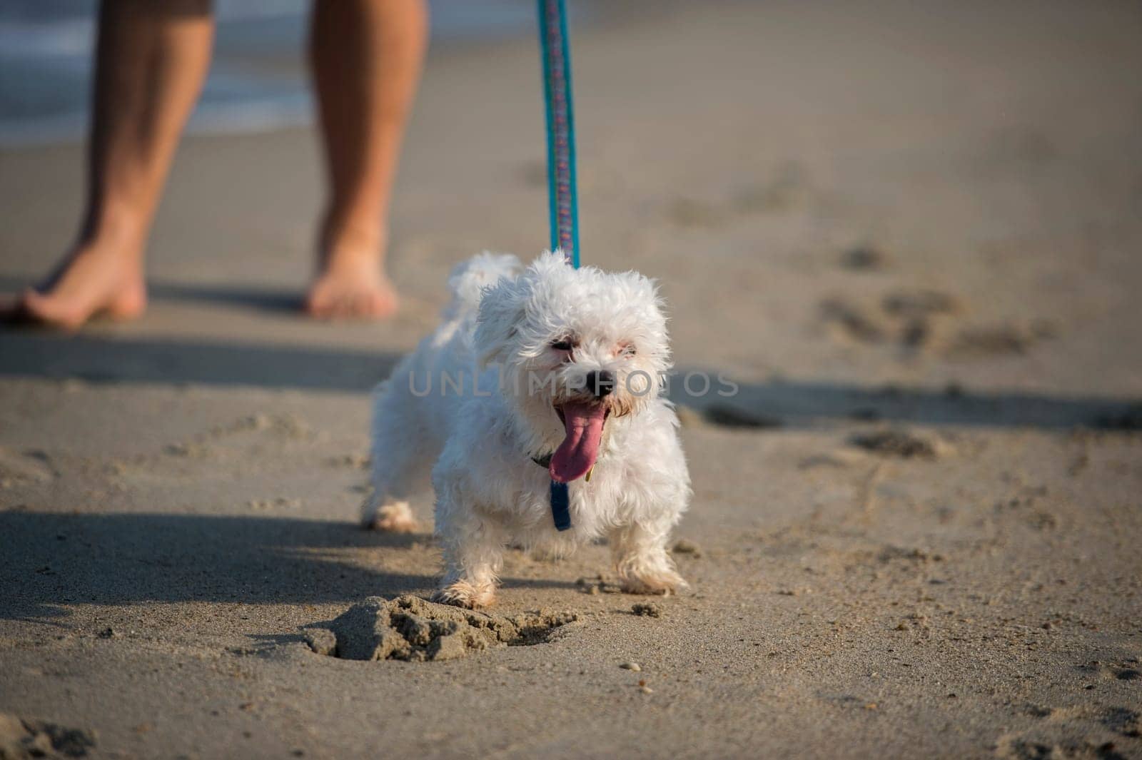 A cute Dog running on the Beach