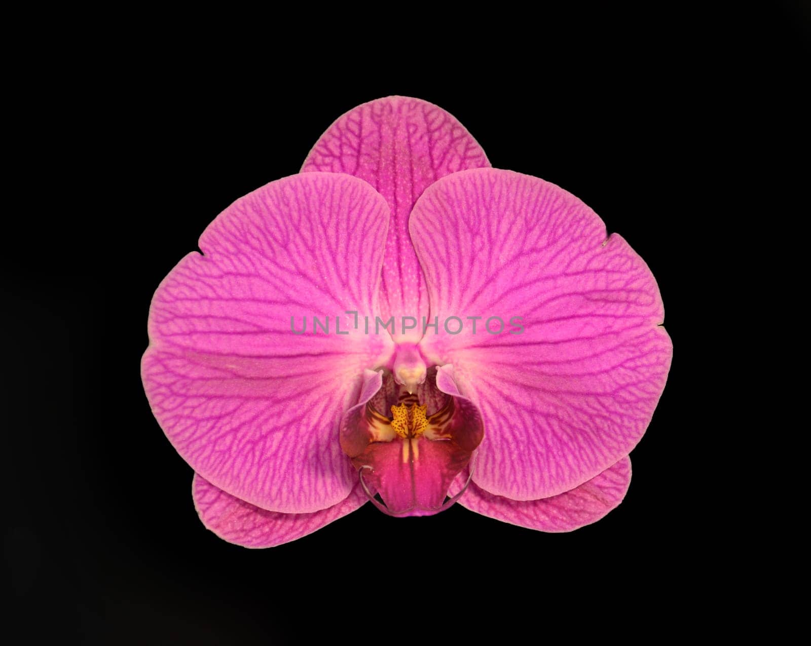 doritaenopsis chian-huey red rose stars orchid isolated black background