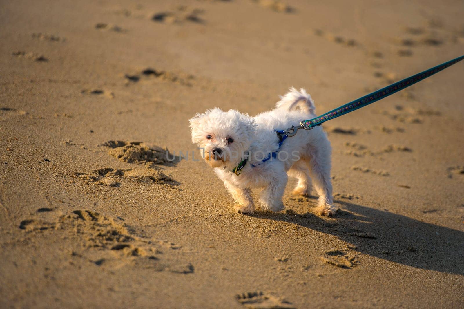 A cute Dog running on the Beach
