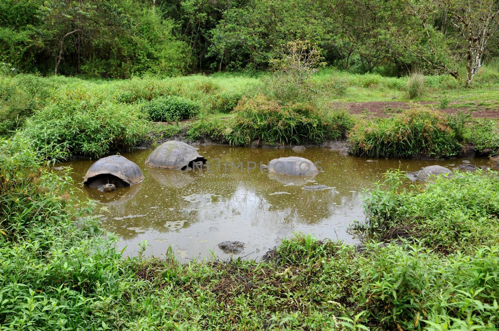 Giant tortoise in the water