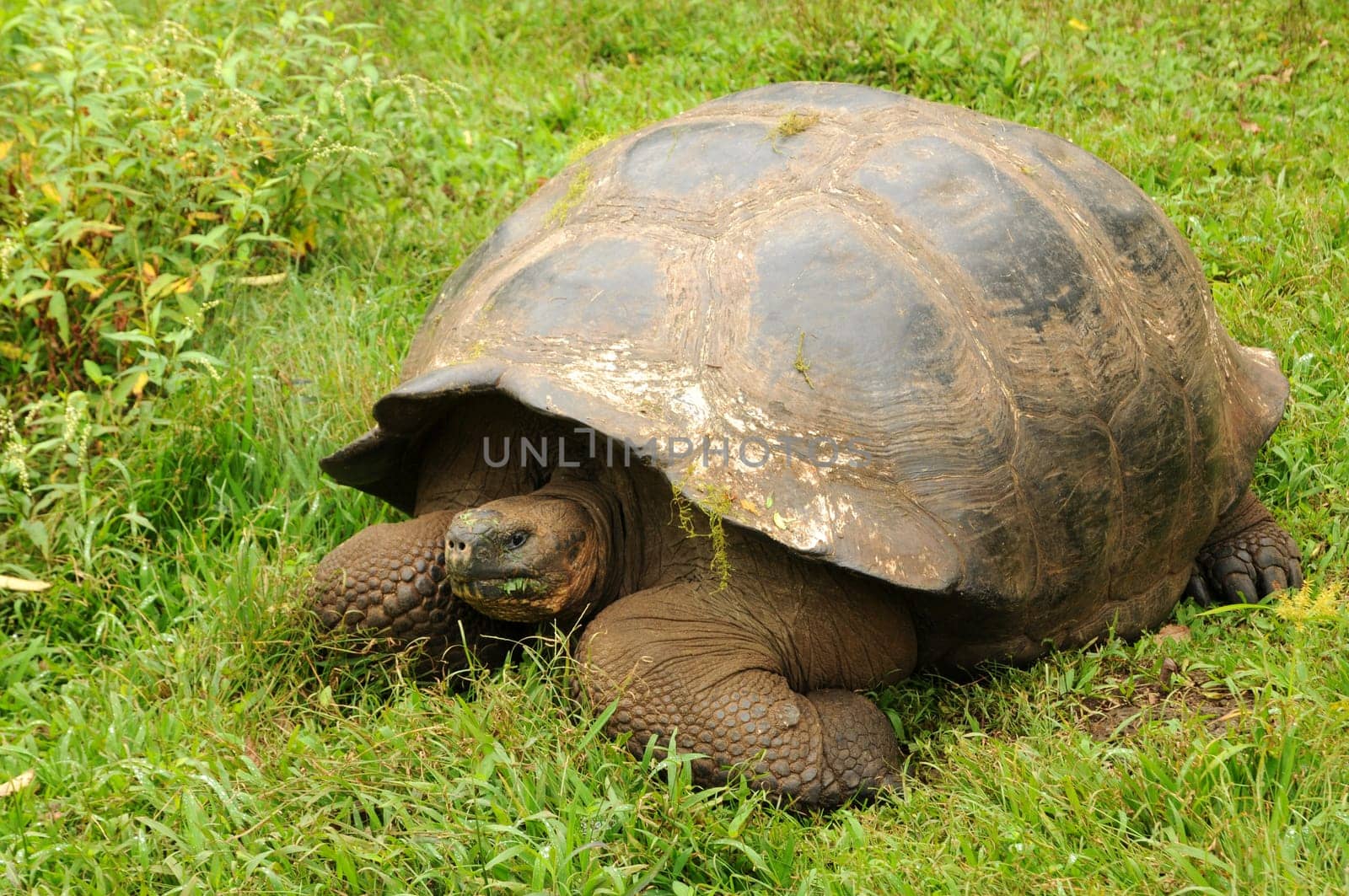 Galapagos Turtle