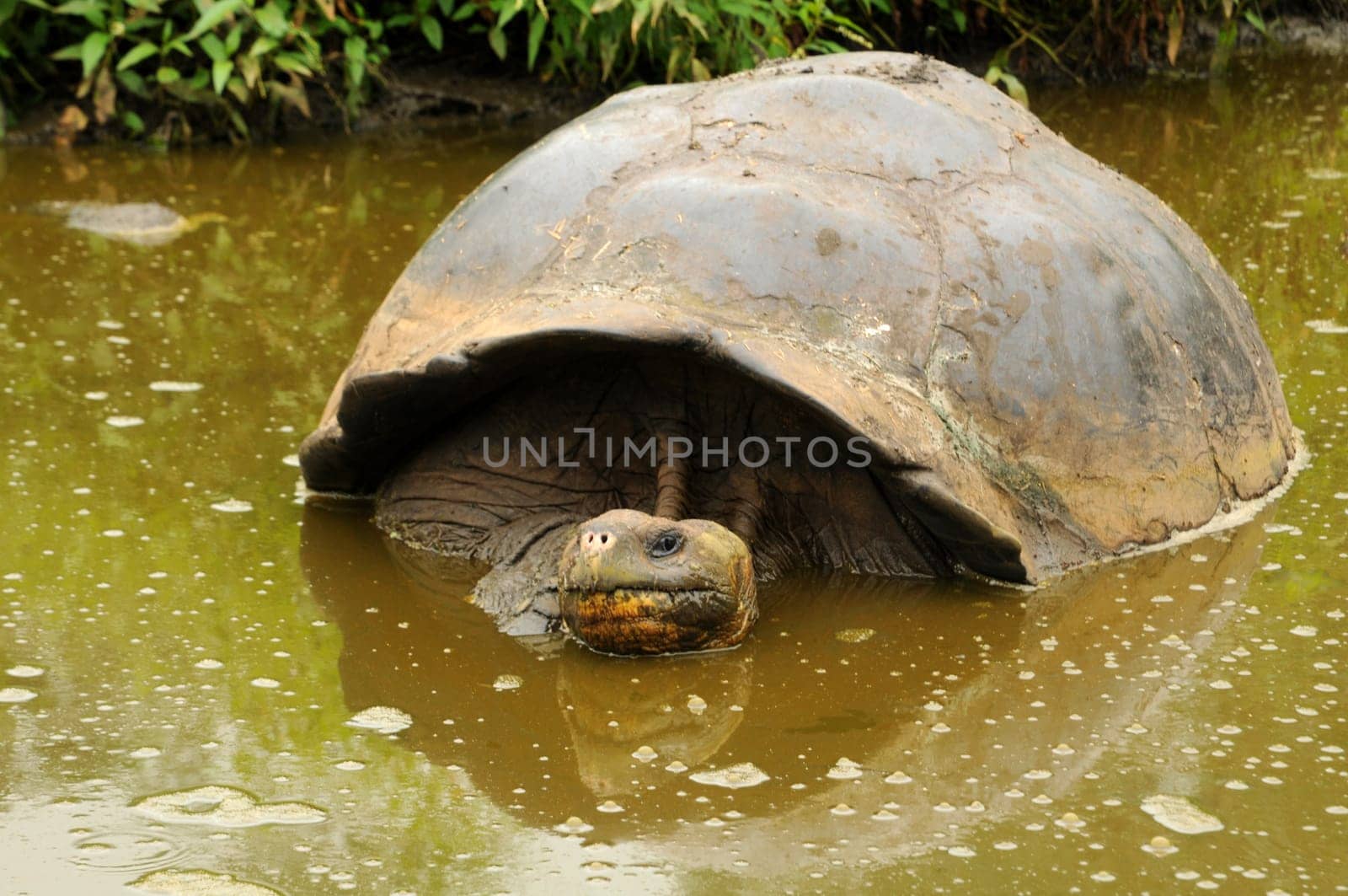 Giant tortoise in the water