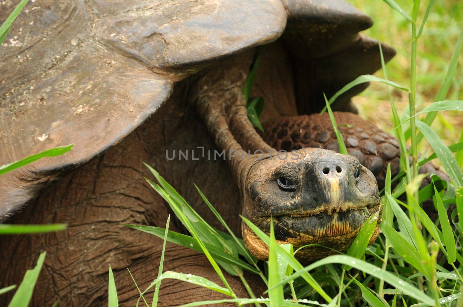 Turtle on Santa Cruz / Galapagos