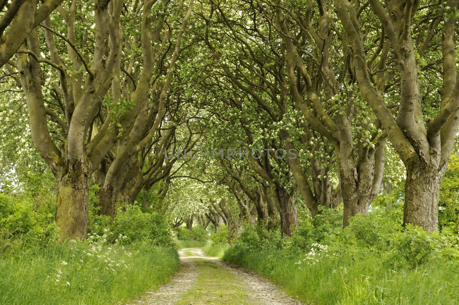 Mehlbeerbaum - Allee in Thuringia